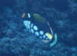 Clown Triggerfish