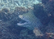 Laced Moray Eel