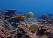 Oval Butterflyfish