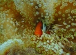 Anemonefish