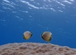 Oval Butterflyfish