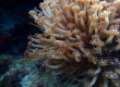 Soft Coral