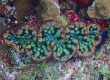 Tridacna