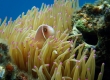 Pink Anemonefish