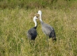 Hooded Crane