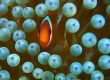 Snorkeling at Surihama