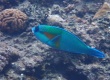 Bower's Parrotfish