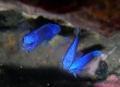 Neon Damselfish (Enoshima)