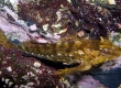 Sunrise Sculpin (Enoshima)