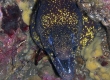 Kidako Moray (Enoshima)