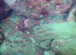 Serpentine Goby (Enoshima)