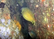 Boxfish (Enoshima)