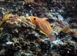 Serpentine Goby (Enoshima)