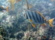 Spottedtail Morwong (Enoshima)