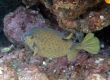 Boxfish (Enoshima)