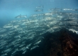 Striped Mullet (Enoshima)