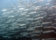 Striped Mullet (Enoshima)