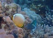 Oval Butterflyfish