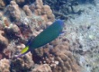 Moon Wrasse