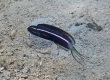 Sawtail blenny