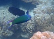 Moon Wrasse