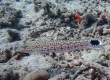 Speckled Sandperch