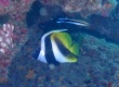 Masked Bannerfish オニハタタテダイ