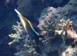 Humphead Bannerfish