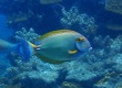 Yellowfin Surgeonfish