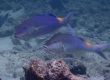 Blue Goatfish