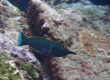 Bird Wrasse