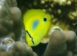 Blue-spot Butterflyfish