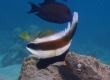 Pennant Bannerfish