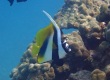 Masked Bannerfish Heniochus monoceros