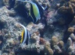 Singular Bannerfish