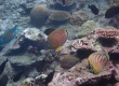 Ornate Butterflyfish