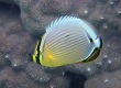 Oval Butterflyfish