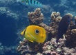 Eclipse Butterflyfish