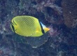 Latticed Butterflyfish