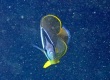 Oriental Butterflyfish