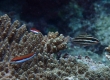 Bullethead Parrotfish (Amami Oshima)