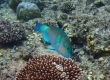 Bullethead Parrotfish (Amami Oshima)