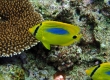 Blue-spot Butterflyfish (Amami Oshima)