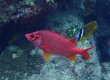 Longjaw Squirrelfish (Amami Oshima)