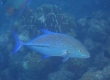 Bluefin Jack (Amami Oshima)