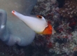 Bicolor Parrotfish (Amami Oshima)