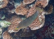 Greyhead Wrasse (Amami Oshima)