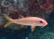 Yellow Stiped Goatfish (Amami Oshima)