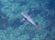 Forsten's Parrotfish (Amami Oshima)