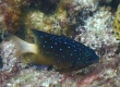 Jewel Damselfish (Amami Oshima)